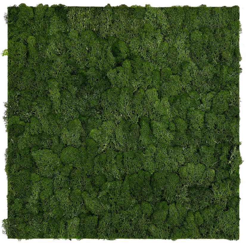 Přírodní mechový obkladový panel Jangal Modular Wall Nature Moss DARK GREEN 11103, 520 x 520mm, 0,2704m²