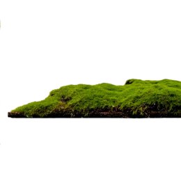 Mechový obkladový panel Jangal Modular Wall Design Moss FOREST GREEN BULK - 11111