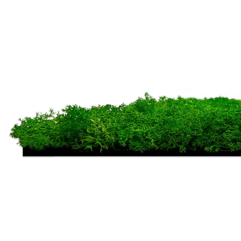 Přírodní mechový obkladový panel Jangal Modular Wall Nature Moss RICH GREEN 11101, 520 x 520mm, 0,2704m²