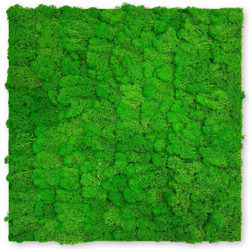 Přírodní mechový obkladový panel Jangal Modular Wall Nature Moss RICH GREEN 11101, 520 x 520mm, 0,2704m²