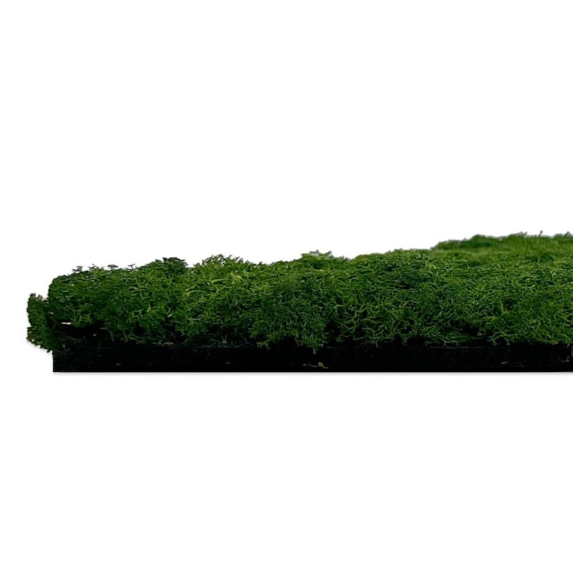 Přírodní mechový obkladový panel Jangal Modular Wall Nature Moss DARK GREEN 11103, 520 x 520mm, 0,2704m²