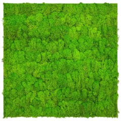 Přírodní mechový obkladový panel Jangal Modular Wall Nature Moss BRIGHT GREEN 11102, 520 x 520mm, 0,2704m²