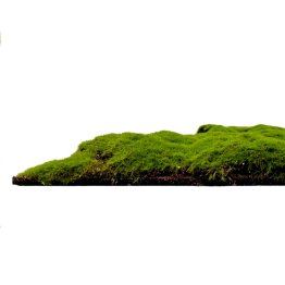 Mechový obkladový panel Jangal Modular Wall Design Moss FOREST GREEN BULK - 11111