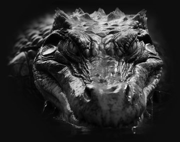 Republic® Floor Alligator nyní v naší nabídce.