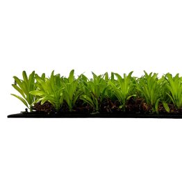 Květinový obkladový panel Jangal Modular Wall Nature Design Flora PODOCARPUS TEA TREE - 11104
