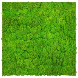 Přírodní mechový obkladový panel Jangal Modular Wall Nature Moss BRIGHT GREEN - 11102