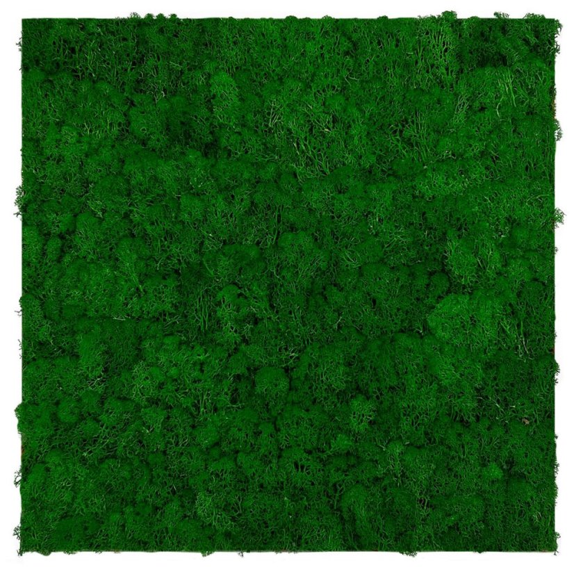 Přírodní mechový obkladový panel Jangal Modular Wall Nature Moss NATURE GREEN 11100, 520 x 520mm, 0,2704m²