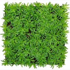 Květinový obkladový panel Jangal Modular Wall Nature Design Flora PODOCARPUS TEA TREE 11104, 520 x 520mm, 0,2704m²