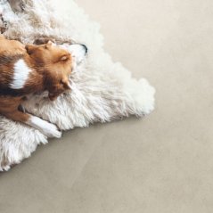 Vinylová podlaha zámková SPC Adore Floors Admiral JASPER AD003