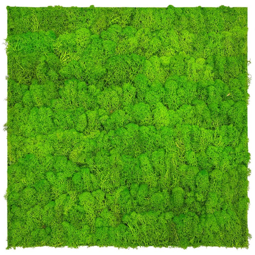 Přírodní mechový obkladový panel Jangal Modular Wall Nature Moss BRIGHT GREEN 11102, 520 x 520mm, 0,2704m²