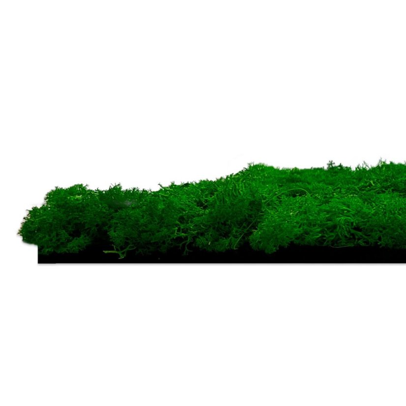 Přírodní mechový obkladový panel Jangal Modular Wall Nature Moss NATURE GREEN 11100, 520 x 520mm, 0,2704m²